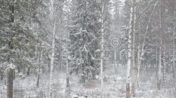 冬林有大雪视频的预览图