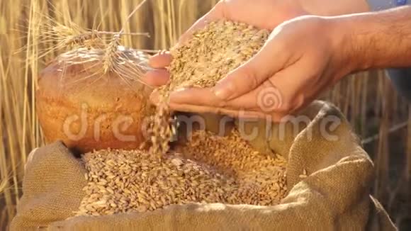 商人检查小麦的质量农业概念特写镜头农夫手把麦粒倒在袋子里视频的预览图