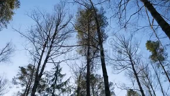 森林中央明亮的蓝天视频的预览图