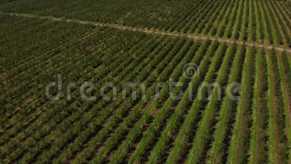 果园鸟瞰图农田一排排苹果树空中钻4K倾斜向下技术放大视频的预览图