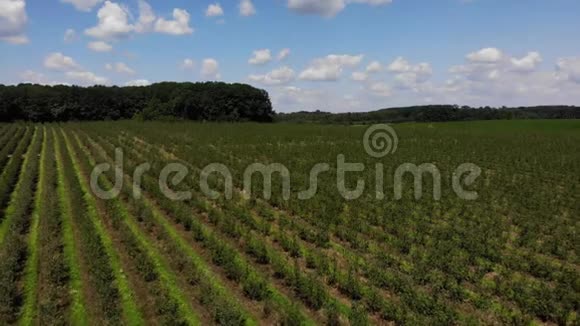 鸟瞰绿色果园放大一排排苹果树农田农工企业和园艺的主题视频的预览图