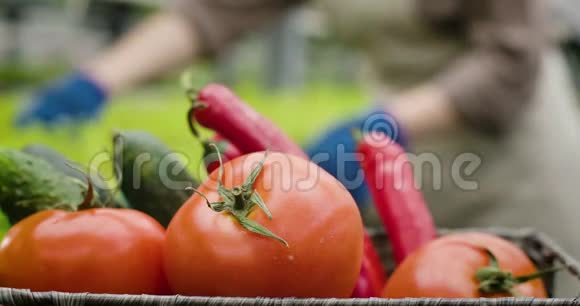将新鲜的有机西红柿黄瓜和辣椒放在篮子里就像手套里模糊的手一样视频的预览图
