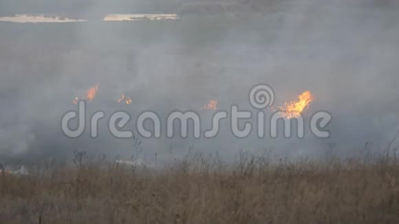 更大的火在露天大量的烟雾从燃烧的树木草灌木和芦苇视频的预览图