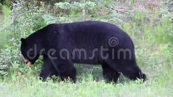 美国黑熊是一只原产于北美的中等大小的熊它是最小分布最广的大陆视频的预览图