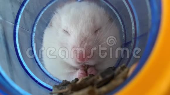 管子里的白仓鼠吃食物家鼠在笼子里老鼠坐在房子里视频的预览图