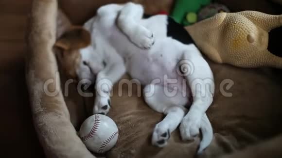 睡觉的小猎犬视频的预览图