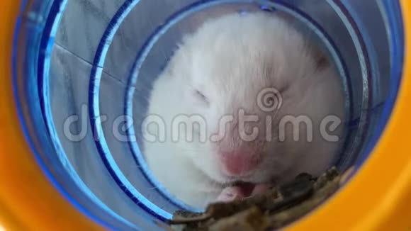 管子里的白仓鼠吃食物家鼠在笼子里老鼠坐在房子里视频的预览图