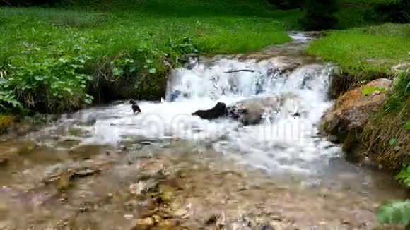 森林溪流流过苔藓的岩石小河瀑布在春天绿林地视频的预览图