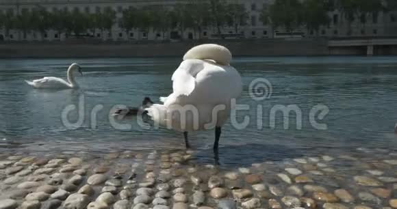 城市的石河堤上的一只白天鹅正在清理它的羽毛视频的预览图