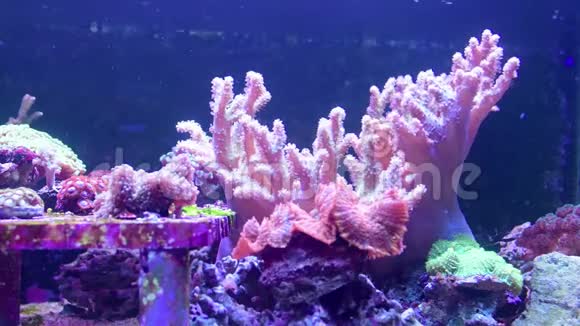 礁池海洋水族馆不同种类的珊瑚和鱼类视频的预览图