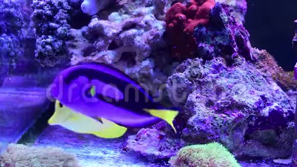 蓝唐在海洋水族馆游泳视频的预览图