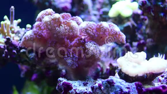 海洋水族馆与珊瑚礁蘑菇视频的预览图