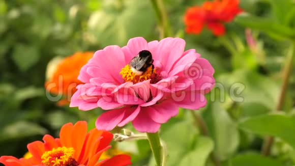 昆虫和蜜蜂给花授粉采集花蜜花在花园里盛开鲜花生意红色夏花视频的预览图