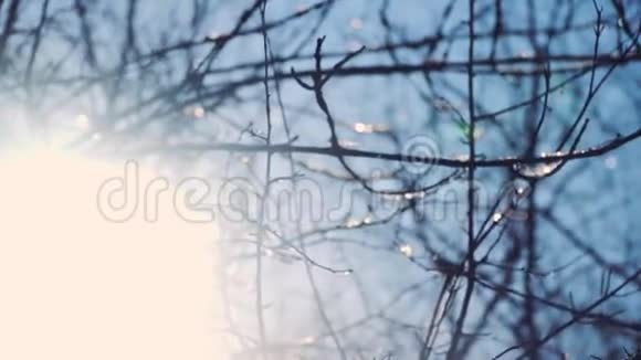树枝上的雾森林里晴朗的冬天天气特写镜头慢动作对斯泰迪达姆的射击视频的预览图