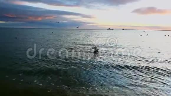 海鸥在日落的背景下在海里游泳鸟从水中起飞视频的预览图