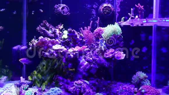 礁池海洋水族馆不同种类的珊瑚和鱼类视频的预览图