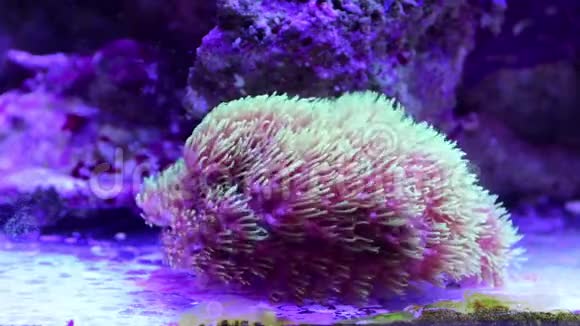 海洋水族馆中的绿色火炬LPs珊瑚视频的预览图