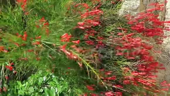 喷泉植物RusseliaEquisetiformi也被称为喷泉爆竹植物珊瑚植物珊瑚喷泉和珊瑚视频的预览图