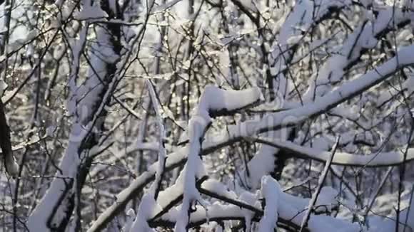 雪躺在森林里的树枝上一个美丽的冬天故事视频的预览图