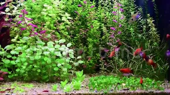 热带水族馆有茂密的绿色植物视频的预览图