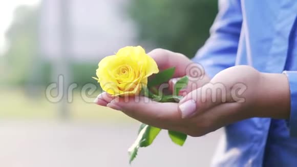 手心里的女孩捧着一朵黄色的玫瑰视频的预览图