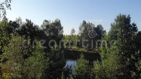 林中湖边的桦树鸟瞰美丽的自然景观4K高空钻斜道吊机射击视频的预览图