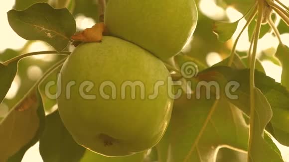 美丽的苹果在阳光下成熟在树枝上特写镜头苹果在树上树上的绿苹果视频的预览图