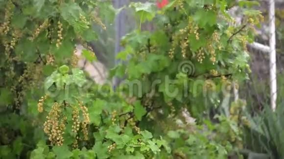 春天一丛丛红醋栗在倾盆大雨下结着未成熟的浆果视频的预览图
