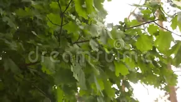 春天的枫树公园里的枫树夏天在森林里枫叶被风吹动视频的预览图