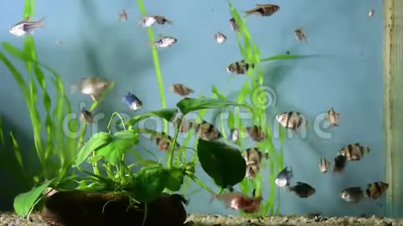 带有植物和鱼的热带水族馆视频的预览图