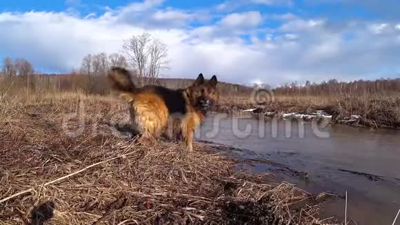 德国牧羊犬在草地上奔跑视频的预览图
