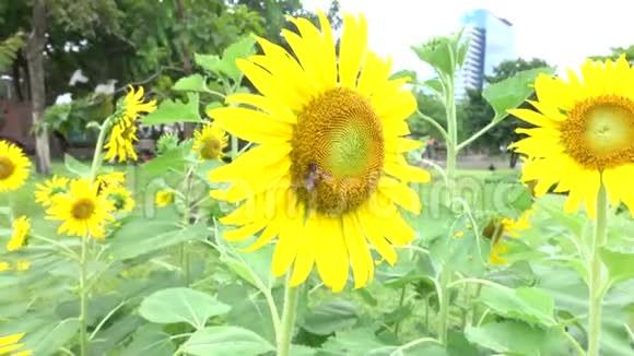 太阳花和蜜蜂视频的预览图