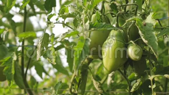 未成熟的西红柿在农民种植园特写温室中番茄植株的实穗农业企业绿色绿色视频的预览图