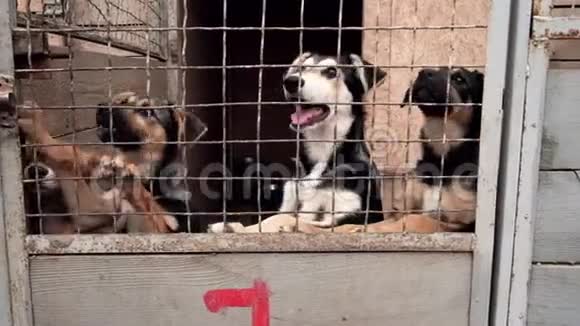 动物收容所里可爱的流浪狗视频的预览图