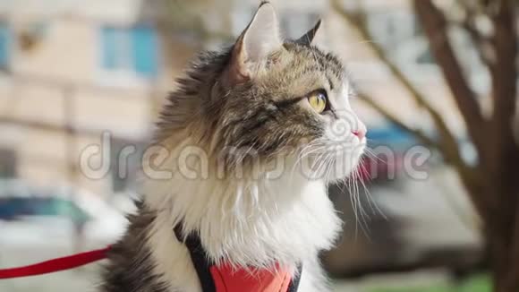 阳光明媚的天气里一只漂亮的毛茸茸的猫系在皮带上会走路的宠物慢动作视频的预览图