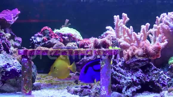 蓝塘和黄塘带珊瑚在热带水族馆游泳视频的预览图