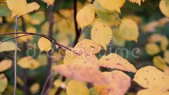 秋天的心情背景来自五颜六色的叶子秋天的树叶随风飘动特写选择性聚焦视频的预览图