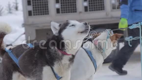 加拿大落基山脉冬季期间狗雪橇旅行的慢镜头阿尔伯塔省的落基山脉视频的预览图