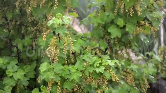 春天的红醋栗丛丛在倾盆大雨下结着未成熟的浆果视频的预览图