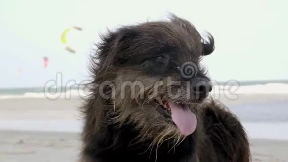 无家可归的毛犬张开嘴躺在沙滩上休息视频的预览图