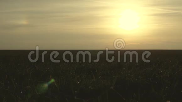 早春在夕阳下的冬麦田种植庄稼农业概念年轻小麦胚芽绿田视频的预览图