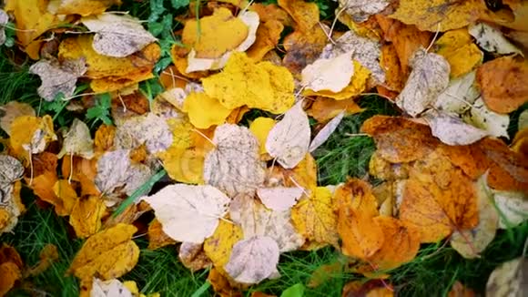 背景从秋叶上落地动作缓慢秋季情绪概念视频的预览图