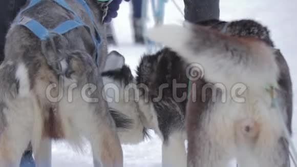 加拿大落基山脉冬季期间狗雪橇旅行的慢镜头阿尔伯塔省的落基山脉视频的预览图