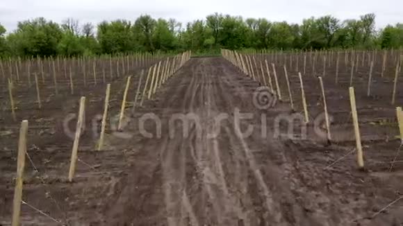 果树系在柱子上农田上的小苹果树在农田上种植水果视频的预览图