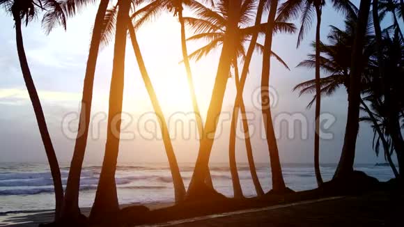 在靠近大海的棕榈树的背景上日落视频的预览图