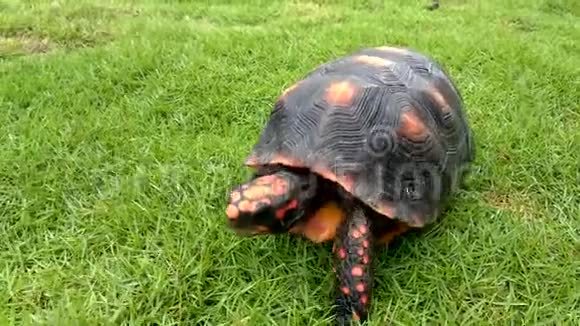 一只有橙色立方体的乌龟在草地上爬行视频的预览图