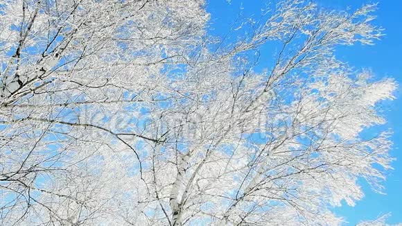 白雪从覆盖着霜冻的白桦林中的树上落下视频的预览图