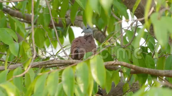 红色的鸽子栖息在树枝上并在树枝上竖起羽毛视频的预览图