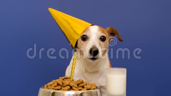 生日庆祝时可爱的狗视频的预览图