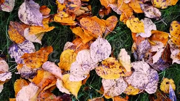 背景从秋叶上落地动作缓慢秋季情绪概念视频的预览图
